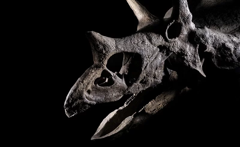 transport-crane-triceratops